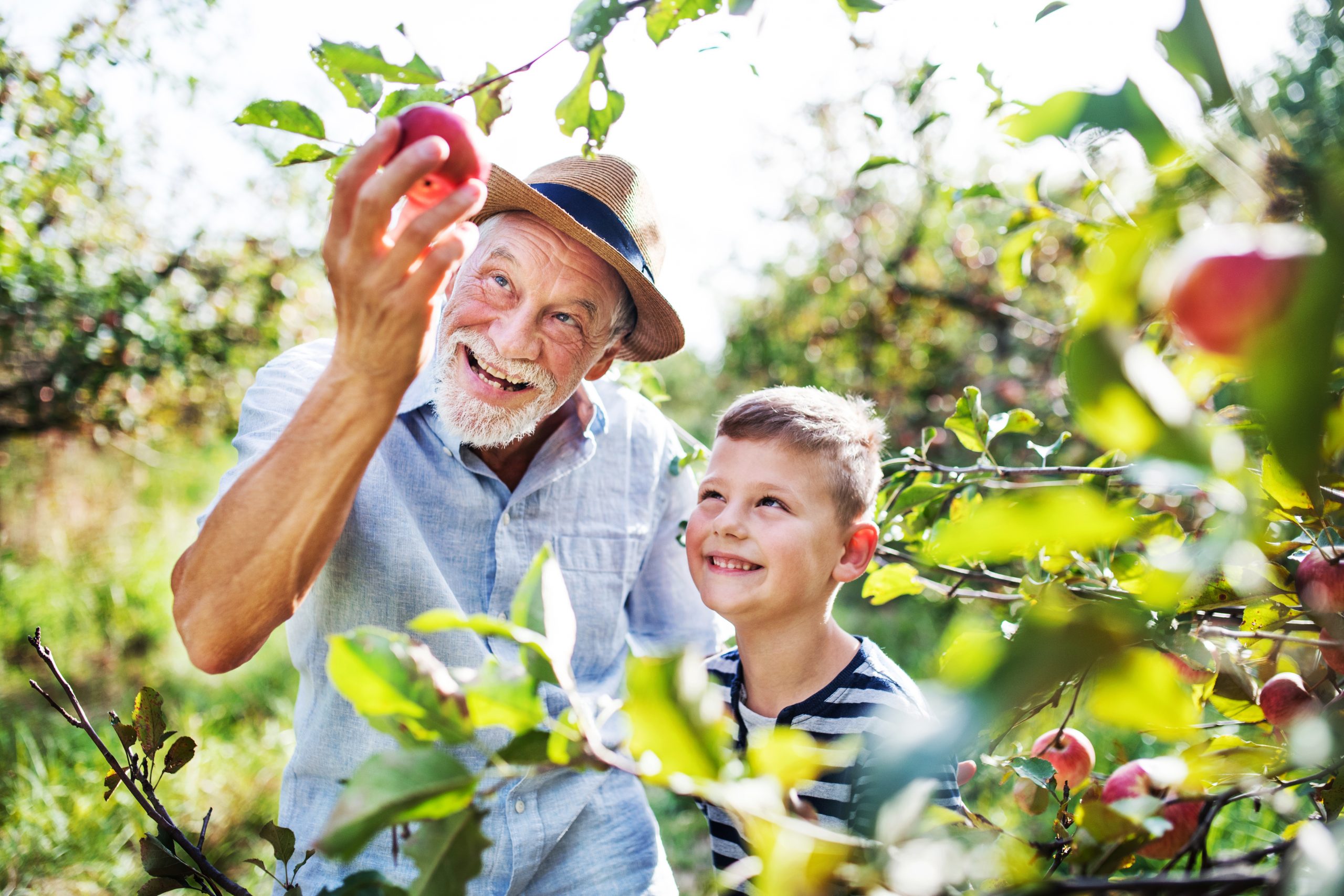 Äldre man och ung pojke som plockar äpplen i solen.