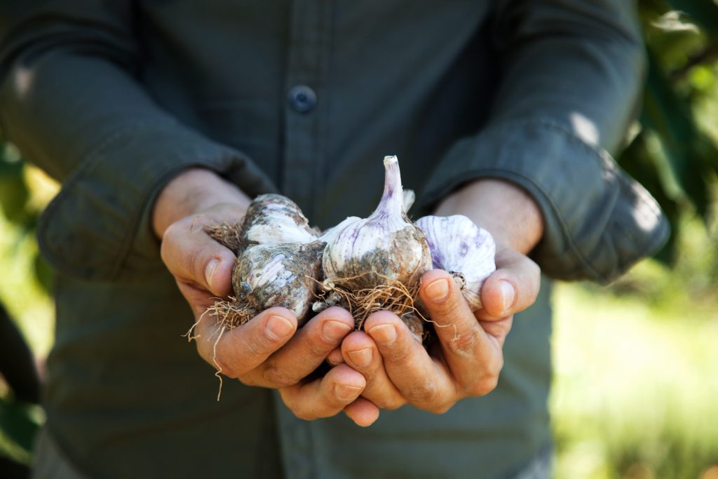 En man håller några färska, jordiga vitlökar i sina kupade händer. 