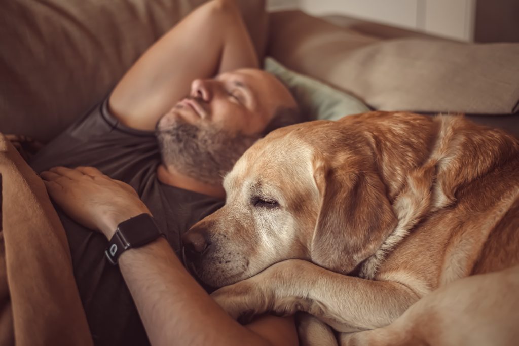 En man och hans gula labrador tar en tupplur på soffan.