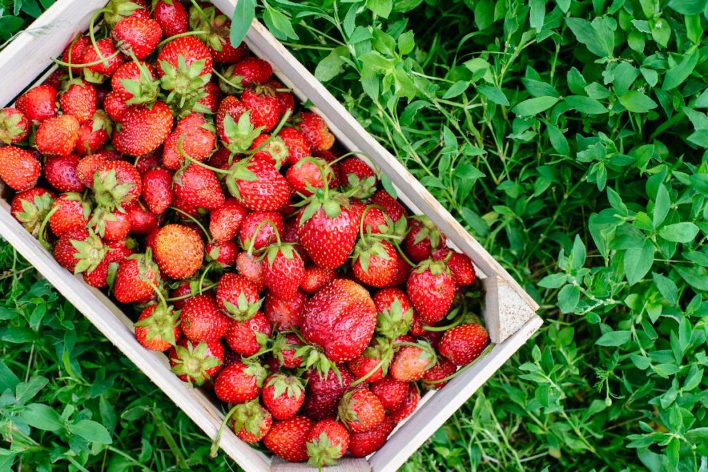 En trälåda full med jordgubbar, ståendes på en gräsmatta.
