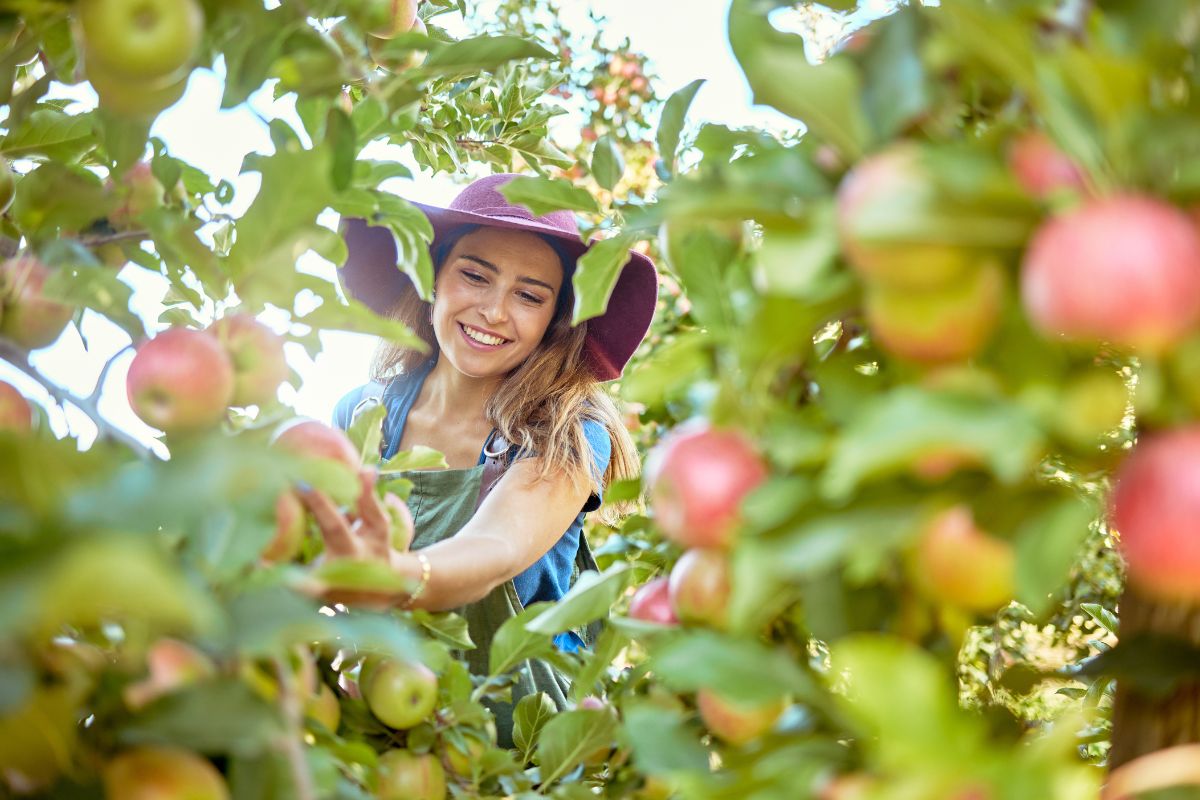 Kvinna i hatt plockar äpplen uppe i ett äppelträd.