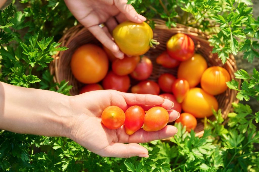 Korg med tomater och en hand som håller tre körsbärstomater.